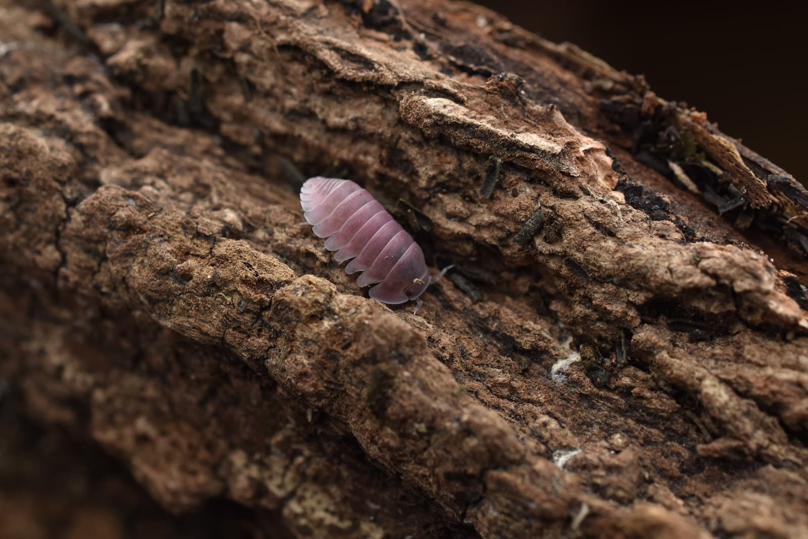 Isopod specimen — MJ & J Exotics Bangkok