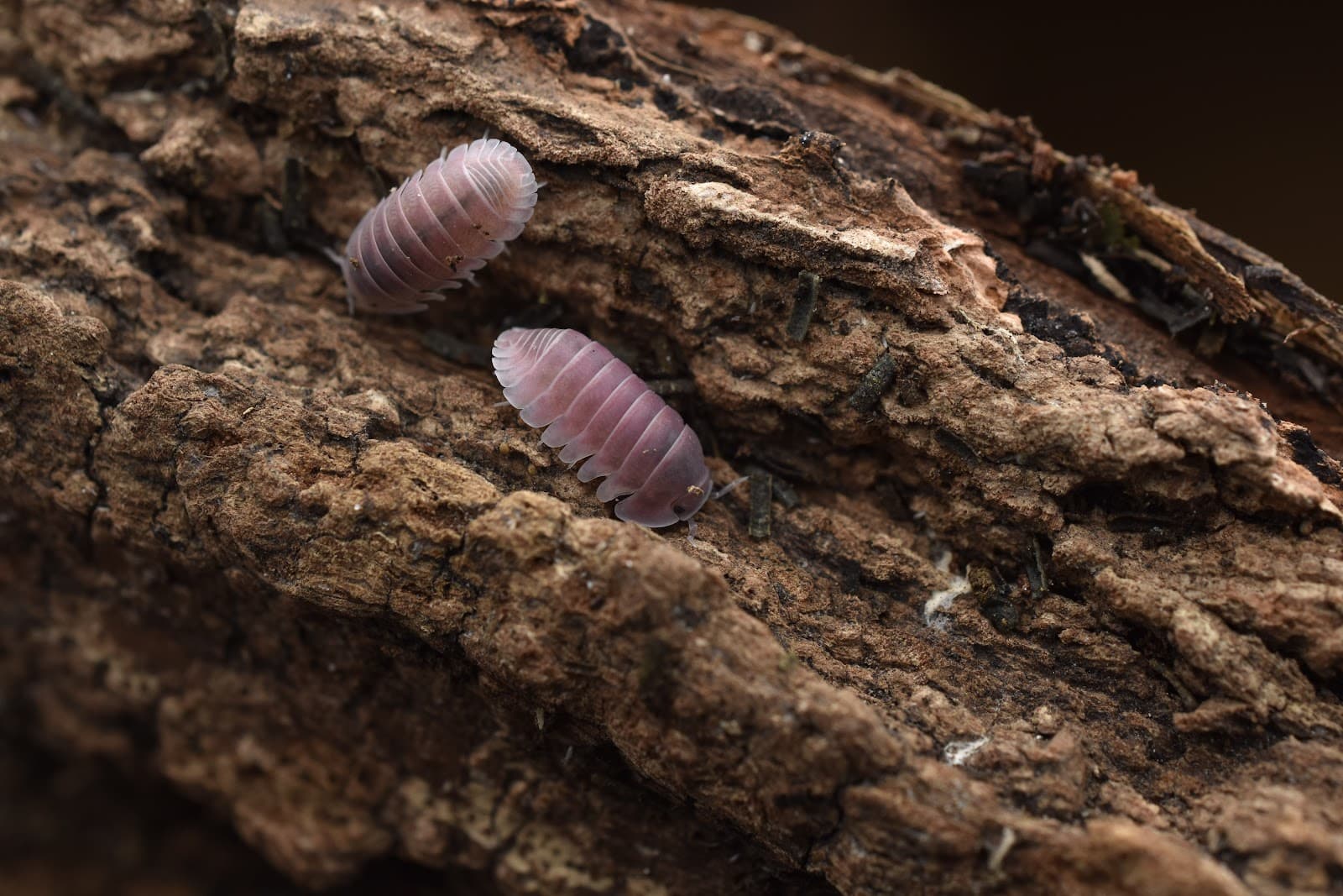 Isopod macro detail — MJ & J Exotics Bangkok