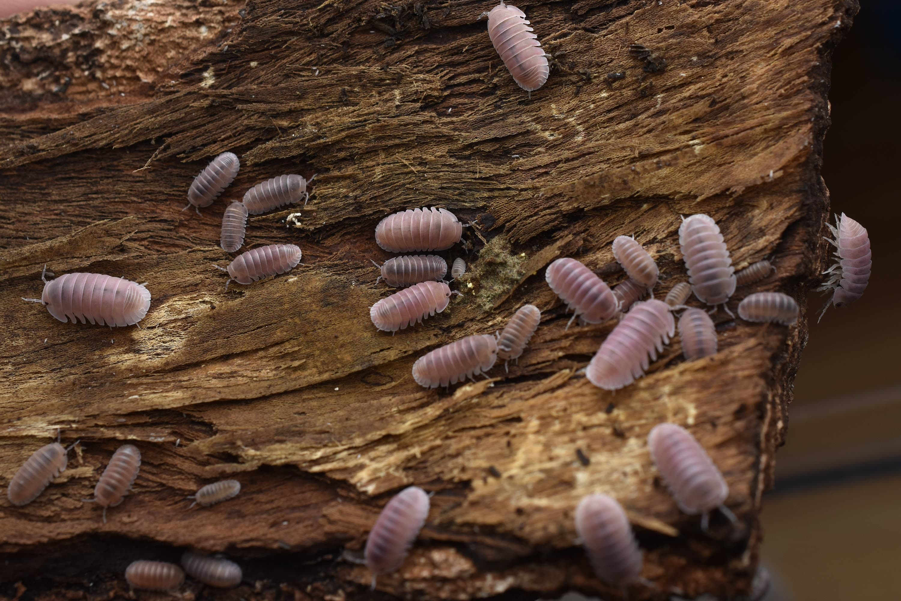 Rare isopod specimen macro — MJ & J Exotics Bangkok