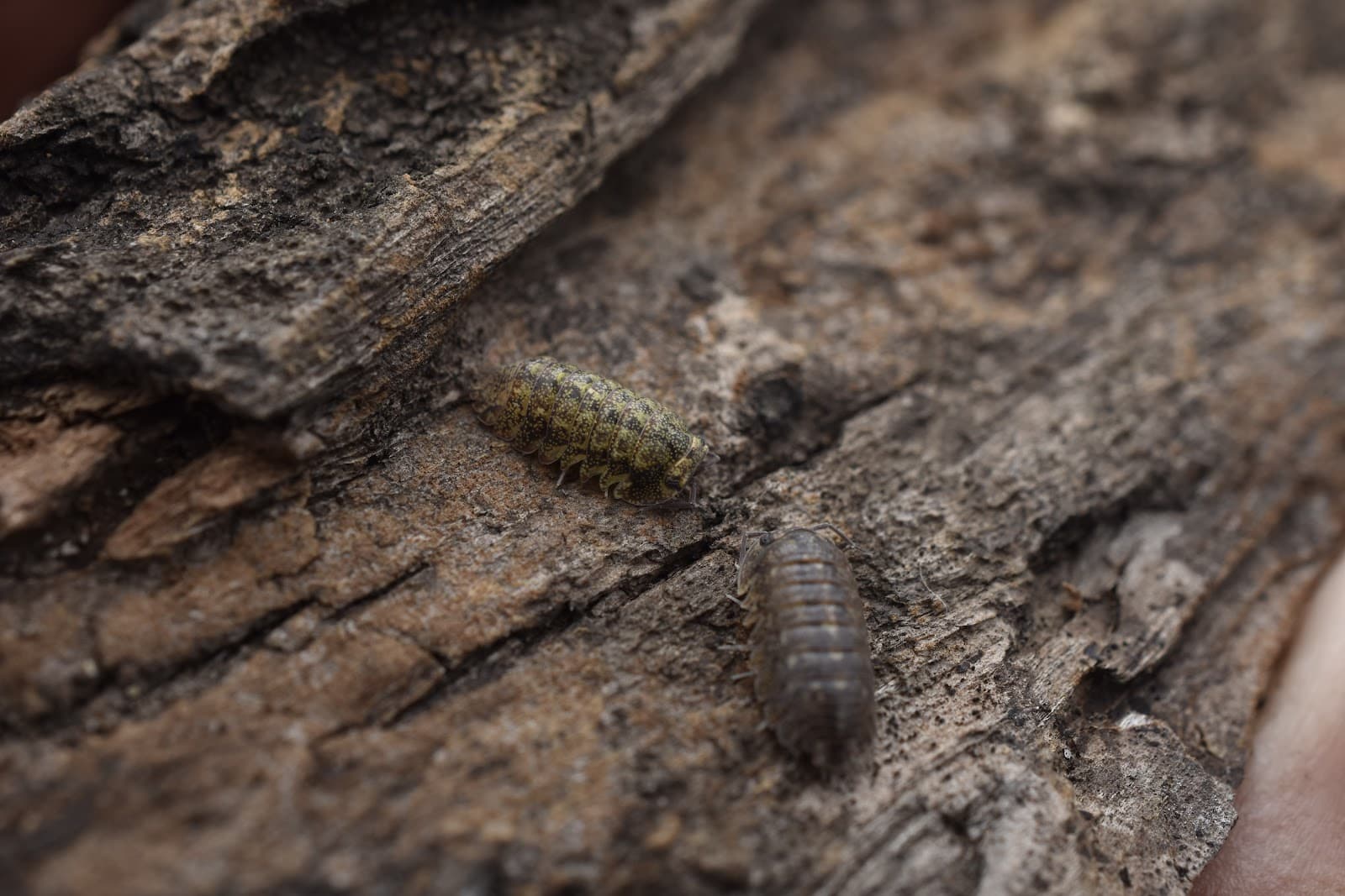 Isopod close-up — MJ & J Exotics Bangkok