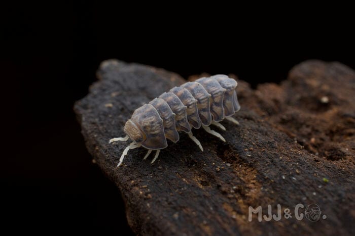 Godzilla (Armadillidae sp. "Godzilla")