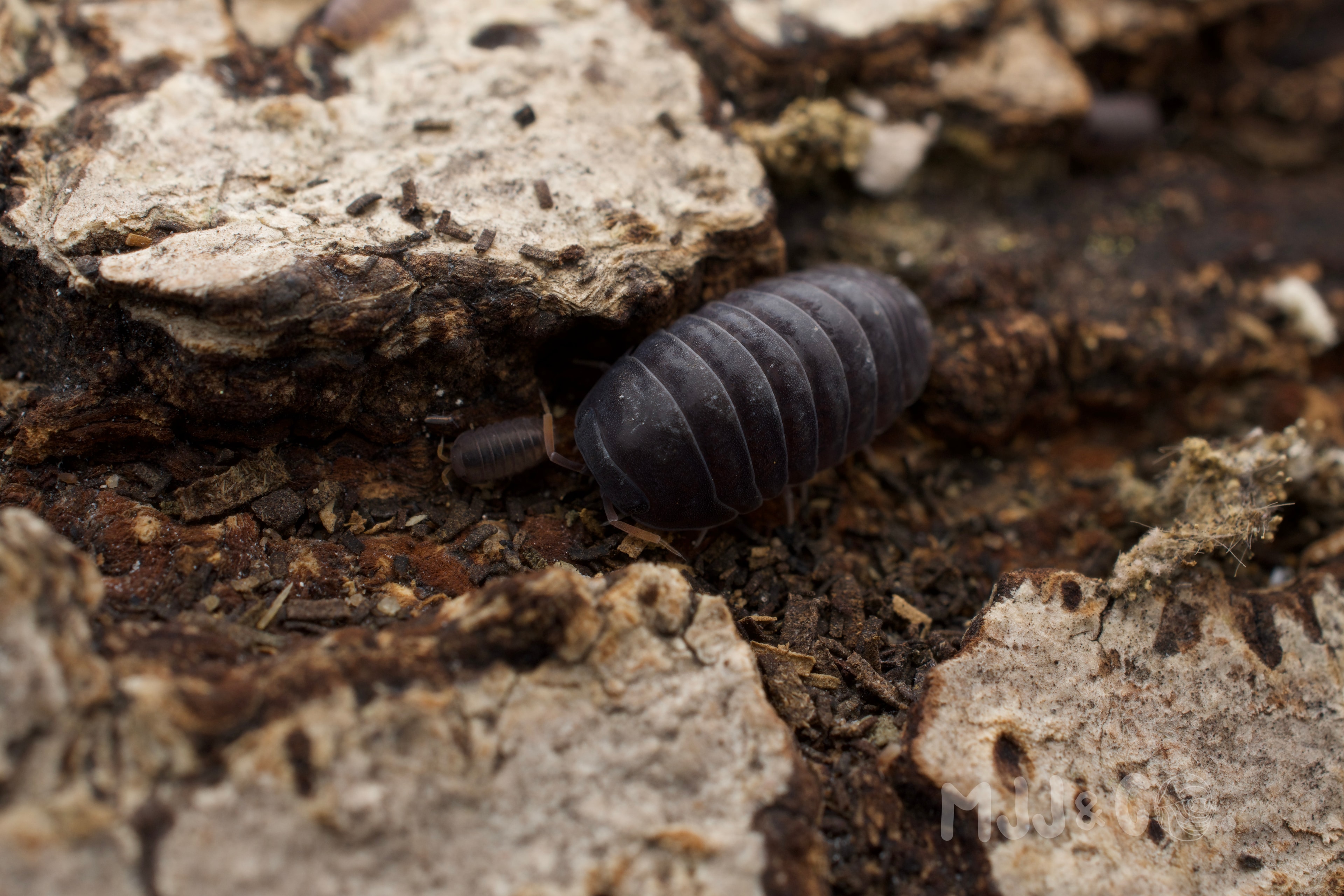 Red Antenna Ao Luek (Armadillidae sp. "Red Antenna Ao Luek")