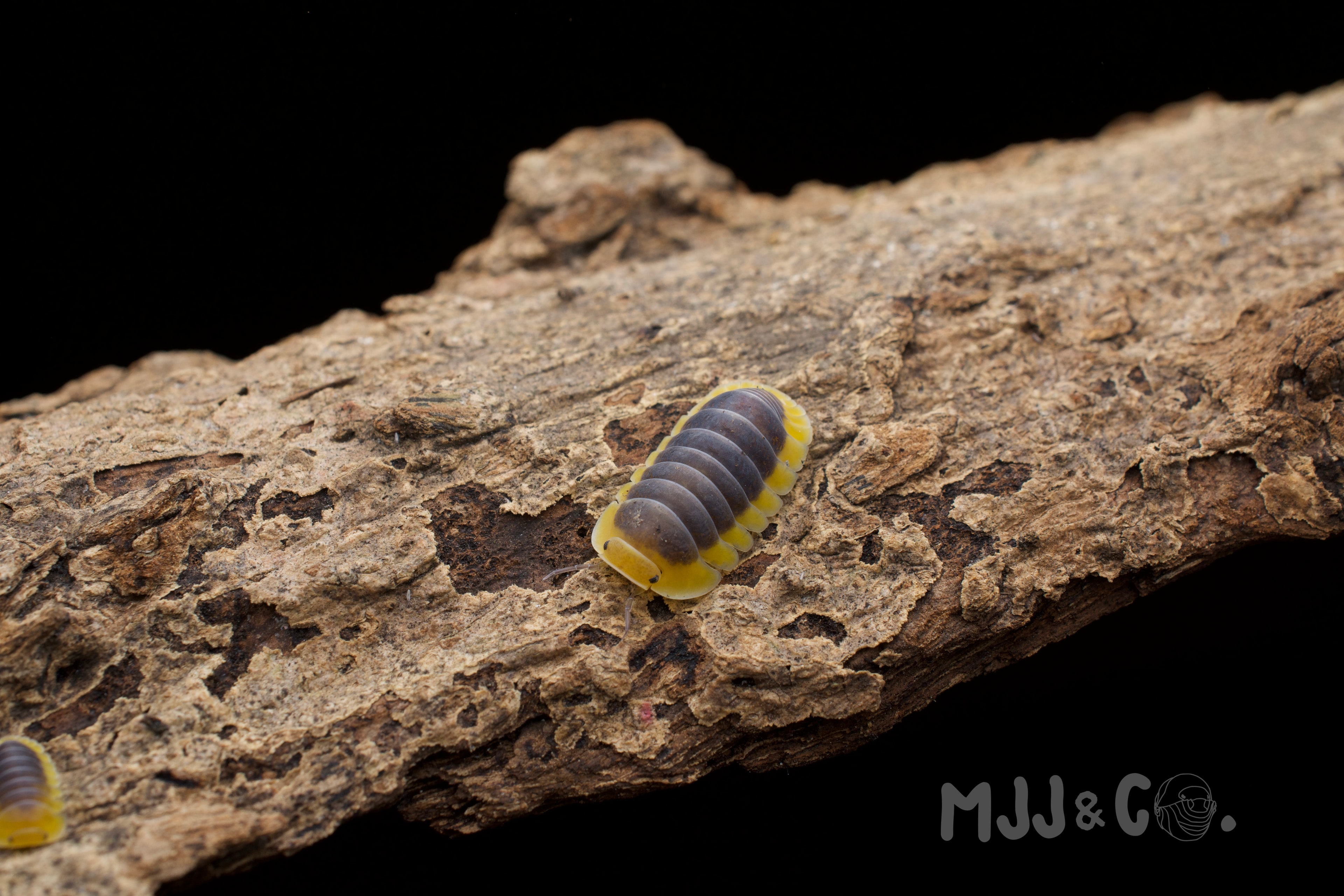 Lemon Blue (Cubaris sp. "Lemon Blue")